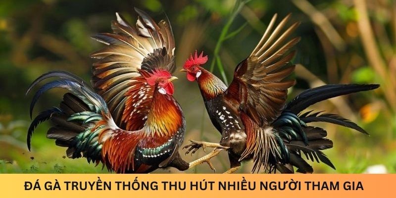 Đá gà truyền thống thu hút nhiều người tham gia