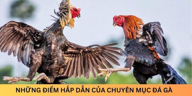 Những điểm hấp dẫn của chuyên mục Đá gà