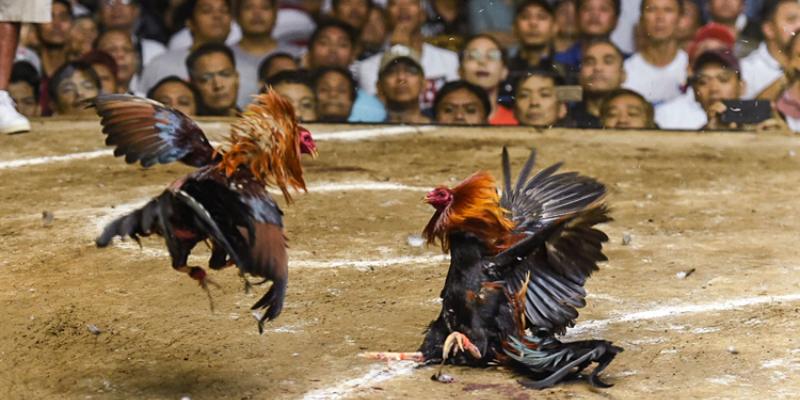 Mẹo chơi đá gà cựa dao hiệu quả