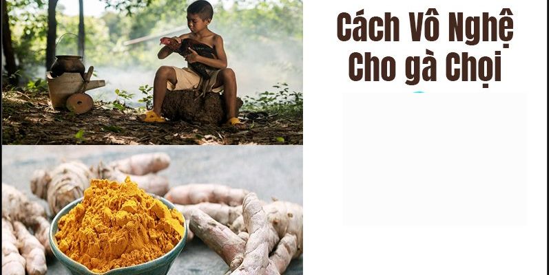 Các lưu ý quan trọng khi vào nghệ gà chọi