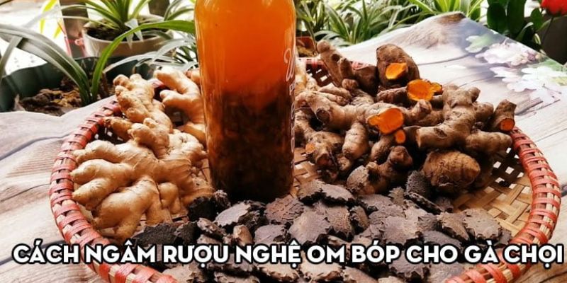 Hướng dẫn cách vào nghệ gà chọi hiệu quả nhất