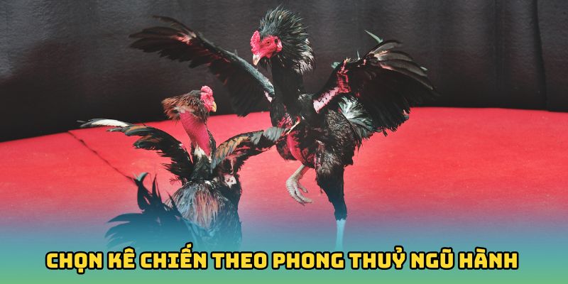 Xem tướng - kỹ thuật chọn kê chiến theo phong thuỷ ngũ hành