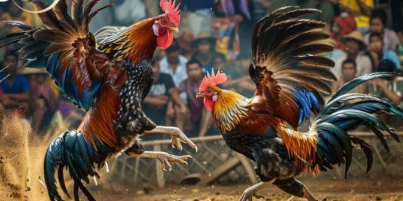 đá gà Thomo trực tiếp