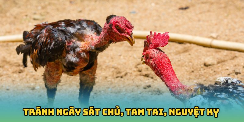 Tránh ngày sát chủ, tam tai, nguyệt kỵ