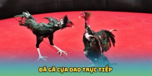 Đá Gà Cựa Dao Trực Tiếp