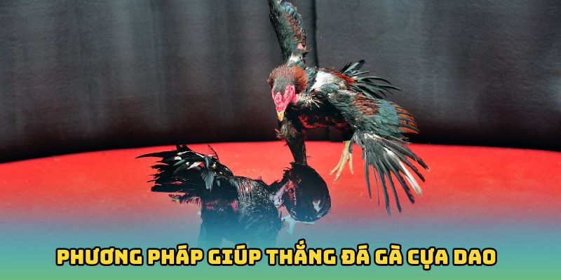 Phương pháp đỉnh cao giúp bet thủ thắng lớn với đá gà cựa dao trực tiếp