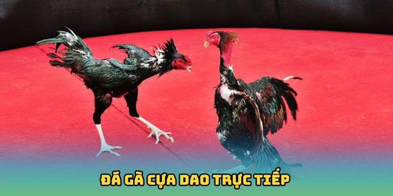 Đá Gà Cựa Dao Trực Tiếp