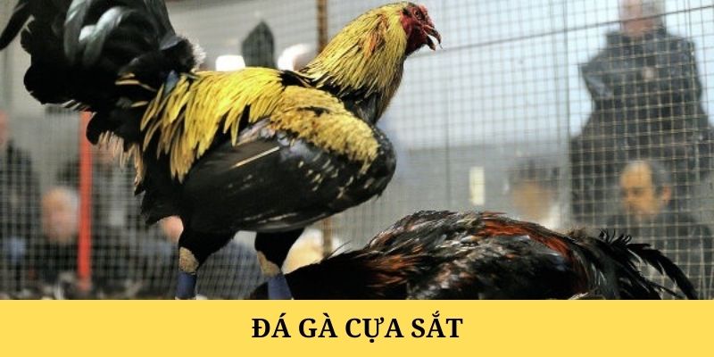 Đá Gà Cựa Sắt