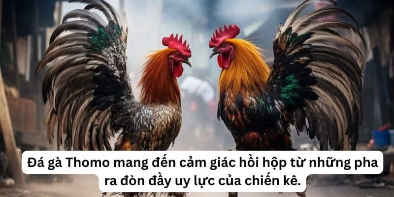 Tìm hiểu đá gà Thomo trực tiếp là gì?
