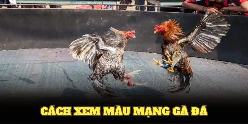 Cách xem màu mạng đá gà chính xác, chuẩn chuyên gia