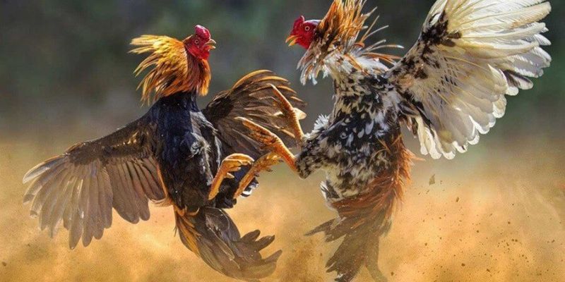 Mẹo giúp bạn thắng lớn khi tham gia cá cược đá gà cựa sắt