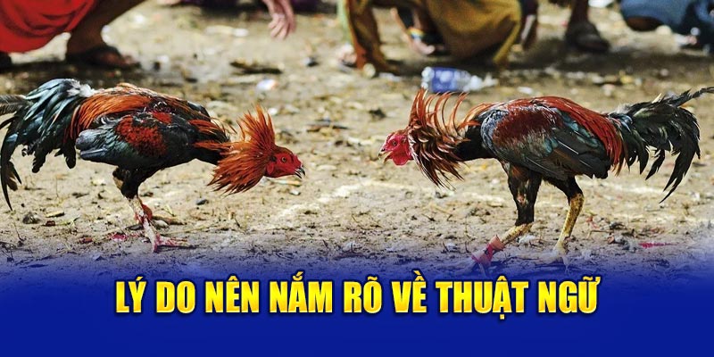 Vì sao cần nắm rõ thuật ngữ đá gà?