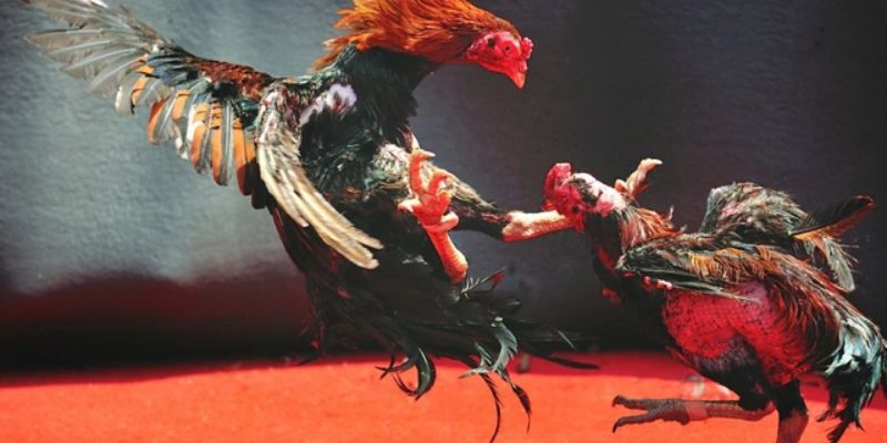 Quy luật tham gia đá gà cựa sắt mà bạn cần nắm