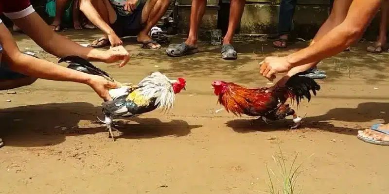 Ưu điểm khi chơi đá gà Thomo trực tiếp tại Hitclub