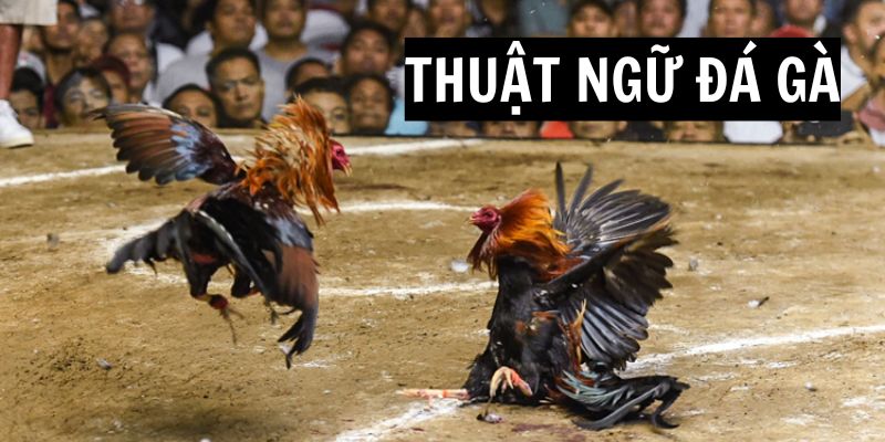 Khám phá các thuật ngữ đá gà