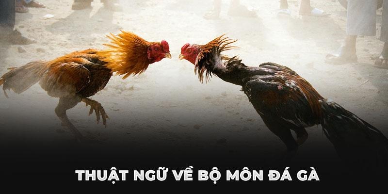 Các thuật ngữ đá gà cơ bản ai cũng phải nắm