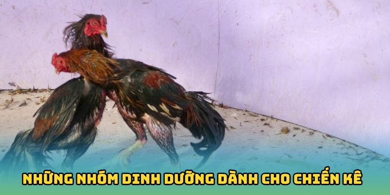 Những nhóm dinh dưỡng dành cho chiến kê