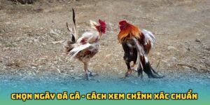 Chọn ngày đá gà