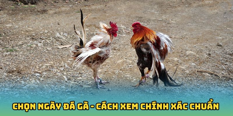Chọn ngày đá gà