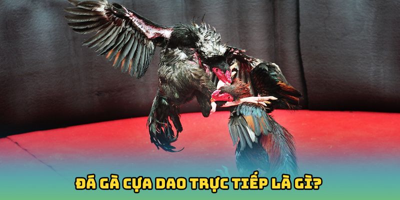 Đá gà cựa dao trực tiếp là gì?
