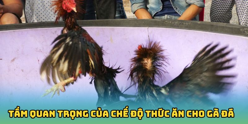 Tầm quan trọng của chế độ thức ăn cho gà đá