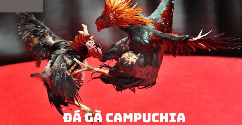 Tại sao đá gà Campuchia trực tiếp hôm nay được yêu thích?