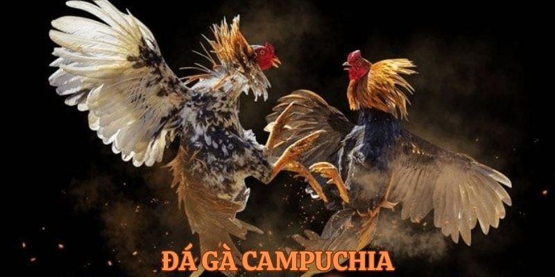 Tìm hiểu về đá gà Campuchia trực tiếp hôm nay