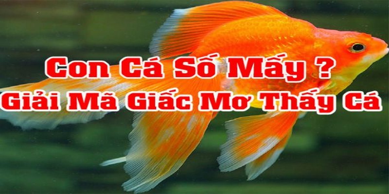 Nằm mơ thấy cá nên đánh con gì thắng lớn?