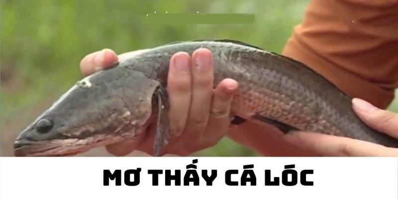 Mộng mơ thấy cá lóc