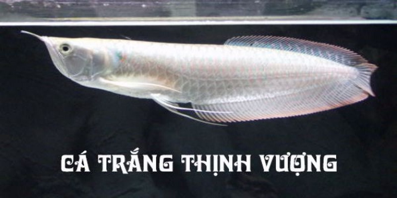 Chiêm bao nhìn thấy cá có màu trắng