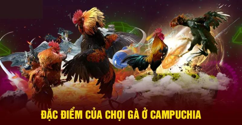 Đá Gà Campuchia Trực Tiếp Hôm Nay Hấp Dẫn, Kịch Tính Nhất 2025