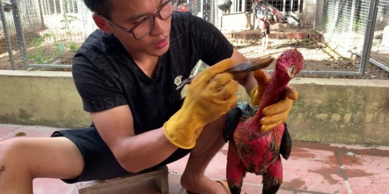 Sức chiến tăng lên sau khi vô nghệ, gà cựa sắt trông khỏe khoắn hơn