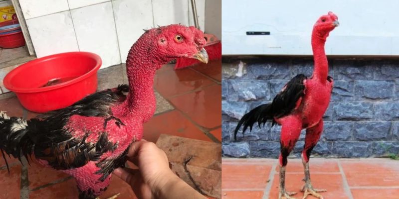 Cách Vô Nghệ - Giúp Gà Đá Cựa Sắt Tăng Sức Chiến