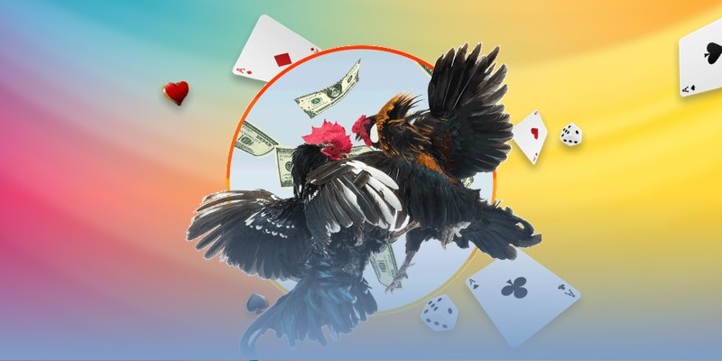 Tìm hiểu về đá gà Thomo hàng ngày