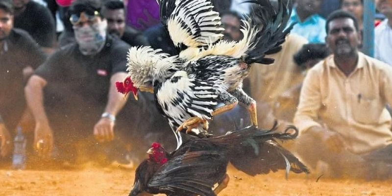 Top 5 điều cần lưu ý khi đặt cược đá gà trực tiếp 24/7