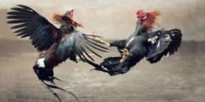 Đá Gà Thomo Hàng Ngày Và 3 Bí Quyết Đặt Cược Thắng Lớn