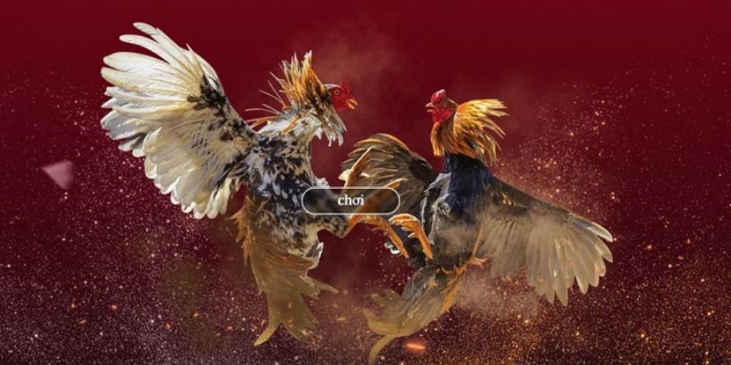 Tham gia nhà cái đá gà chất lượng, uy tín