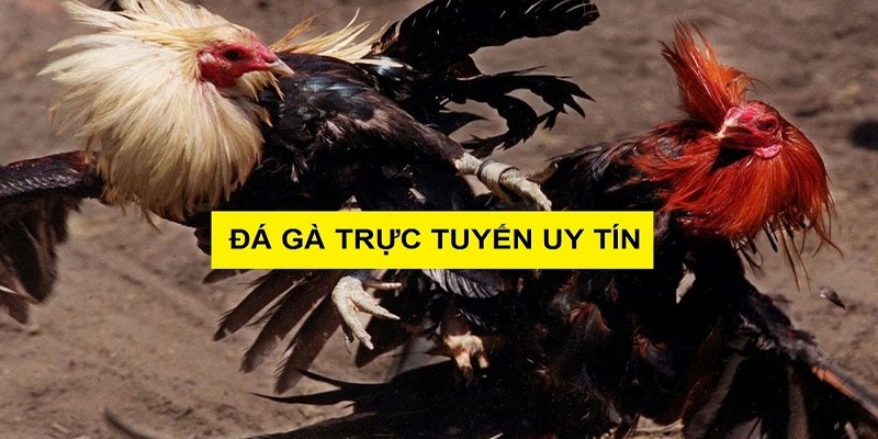 Giải mã sức hút của đá gà Thomo