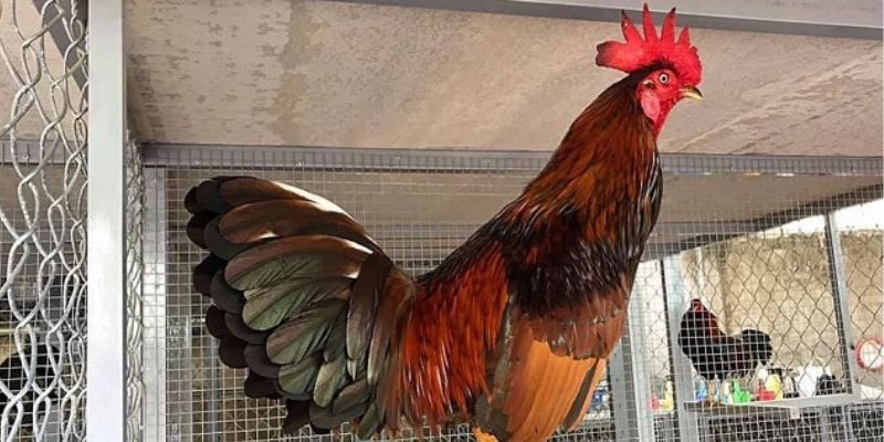 Gà cựa sắt được vô nghệ, giúp tăng lực chiến đấu