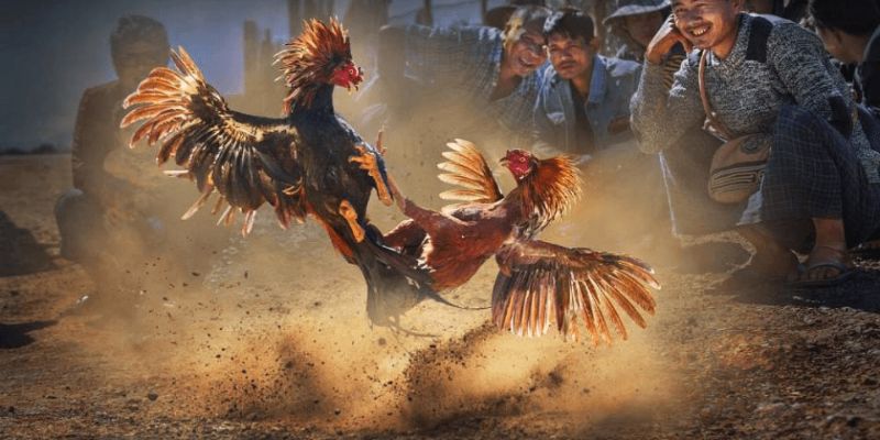 Đá Gà Trực Tiếp 24/7 - Top 5 Lưu Ý Để Đặt Cược Hiệu Quả