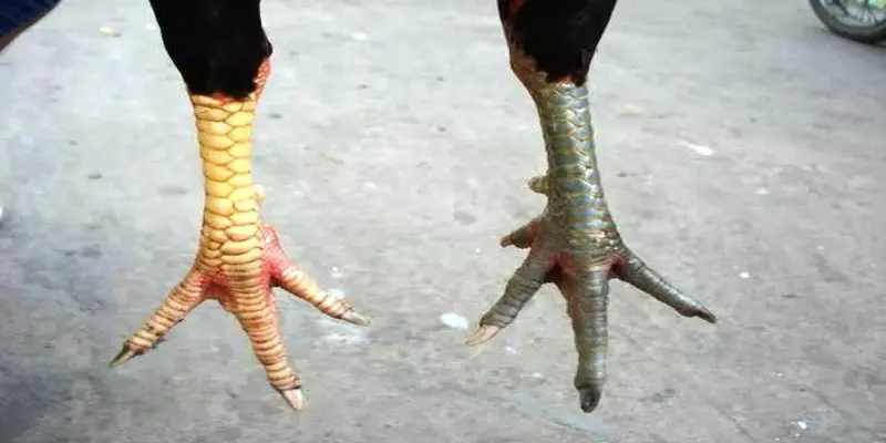 Vài điều cần chú ý lựa chọn 78 vảy gà tốt nên chọi