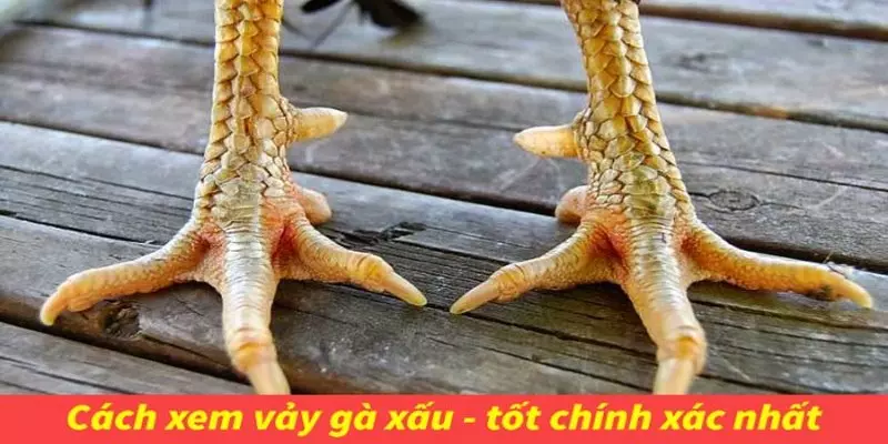 Danh sách 78 vảy gà tốt nên chọi dành cho kê thủ