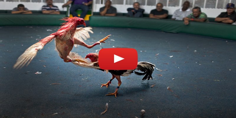 Tân binh đã biết về đá gà đòn?