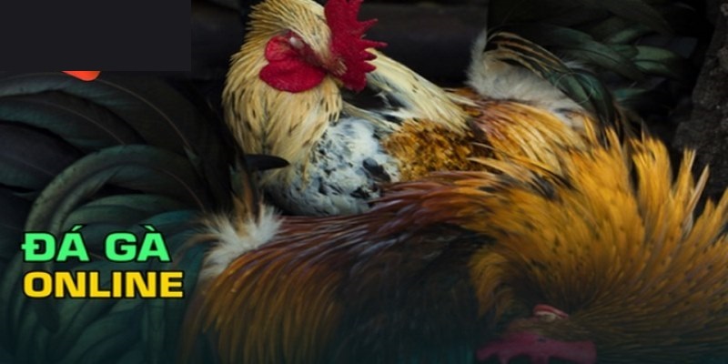 Lý do nên trải nghiệm đá gà ăn tiền trực tiếp