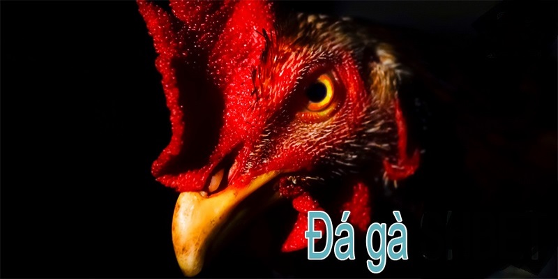 Đá Gà Trực Tiếp C3 - Theo Dõi Đá Gà Kịch Tính Cùng Hitclub