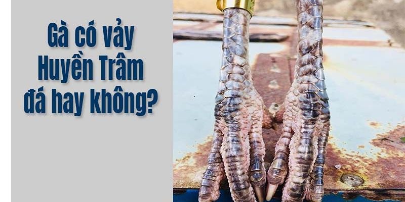 Các loại vảy gà Huyền Trâm cơ bản bạn nên biết