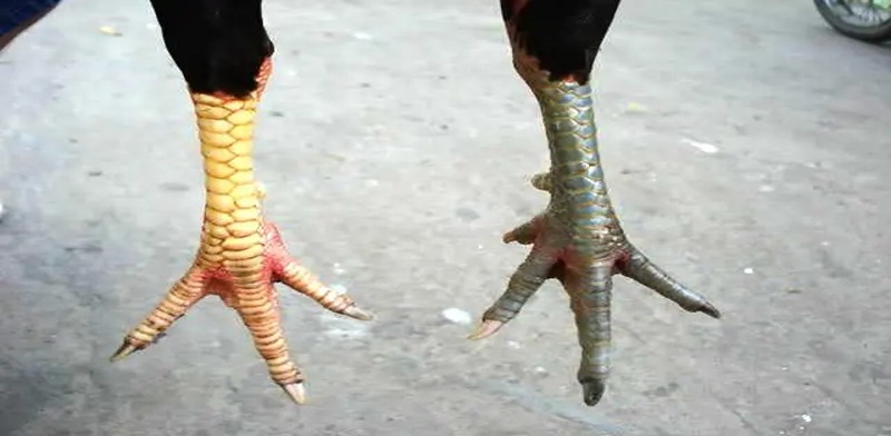 Vảy gà xấu là gì?