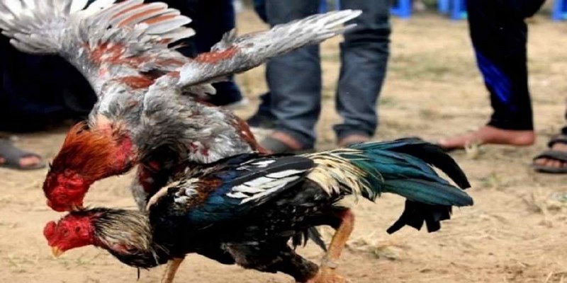 Khái niệm đá gà C1