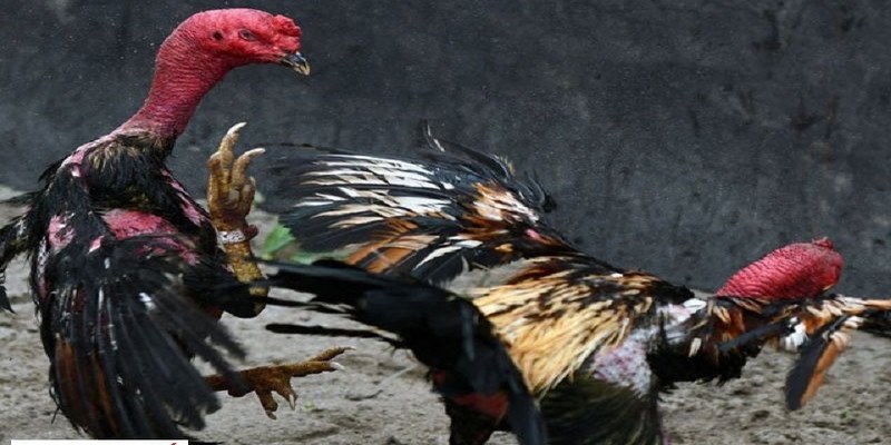 Đá Gà C1 - Hình Thức Giải Trí Hấp Dẫn Số 1 Tại Hitclub