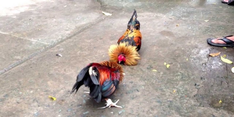 Những hình thức đá gà C1 hot nhất